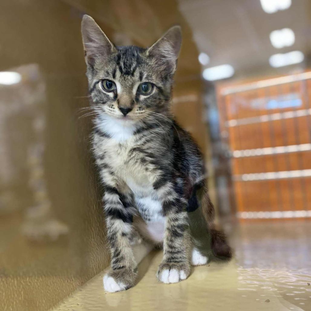 Enlarge Kyle, a Adoptable Domestic Short Hair in Chilliwack, BC image 3/5