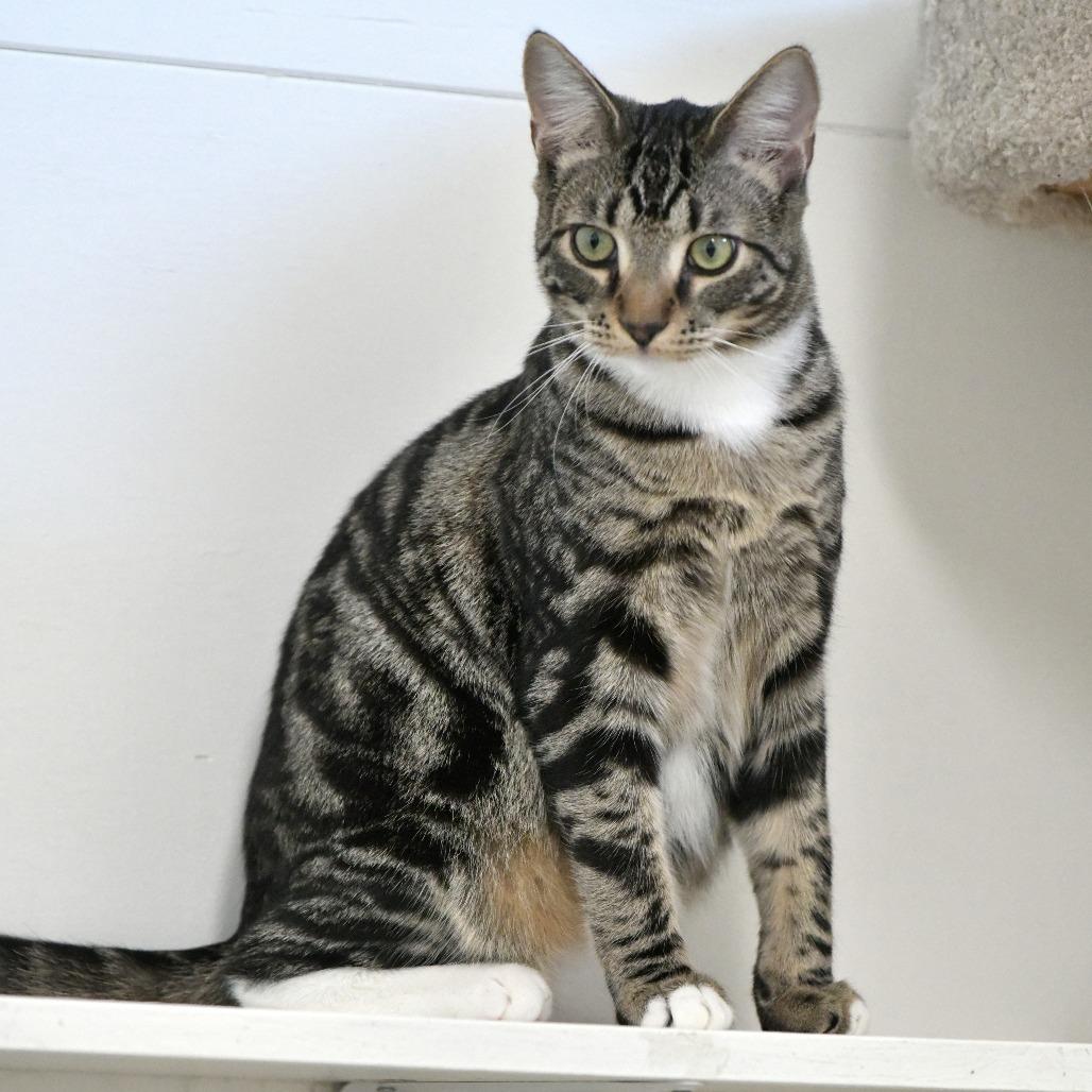 Enlarge Kyle, a Adoptable Domestic Short Hair in Chilliwack, BC image 4/5