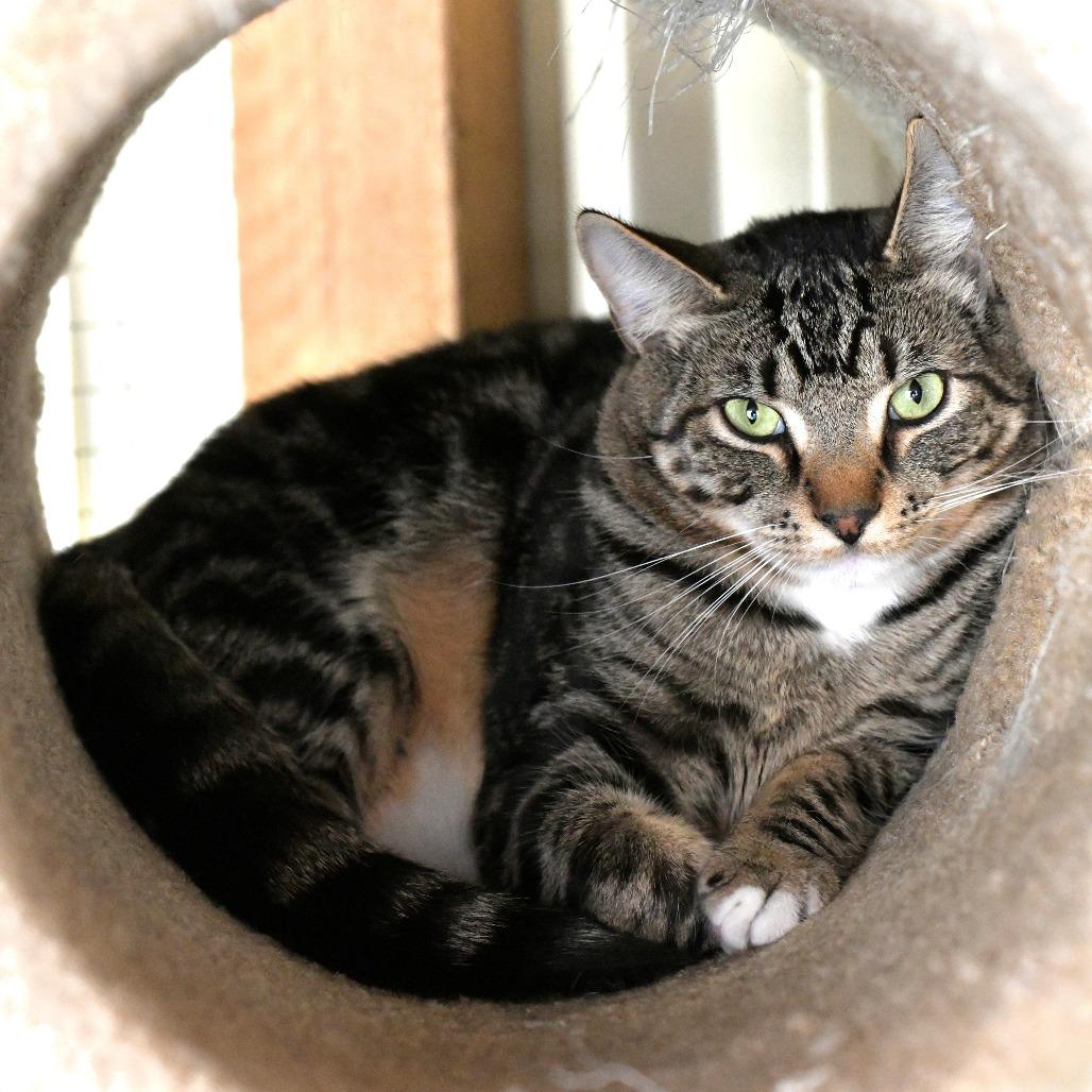 Enlarge Kyle, a Adoptable Domestic Short Hair in Chilliwack, BC image 5/6