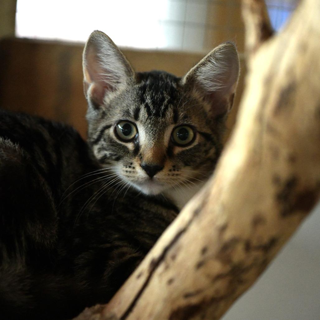 Enlarge Kyle, a Adoptable Domestic Short Hair in Chilliwack, BC image 5/5