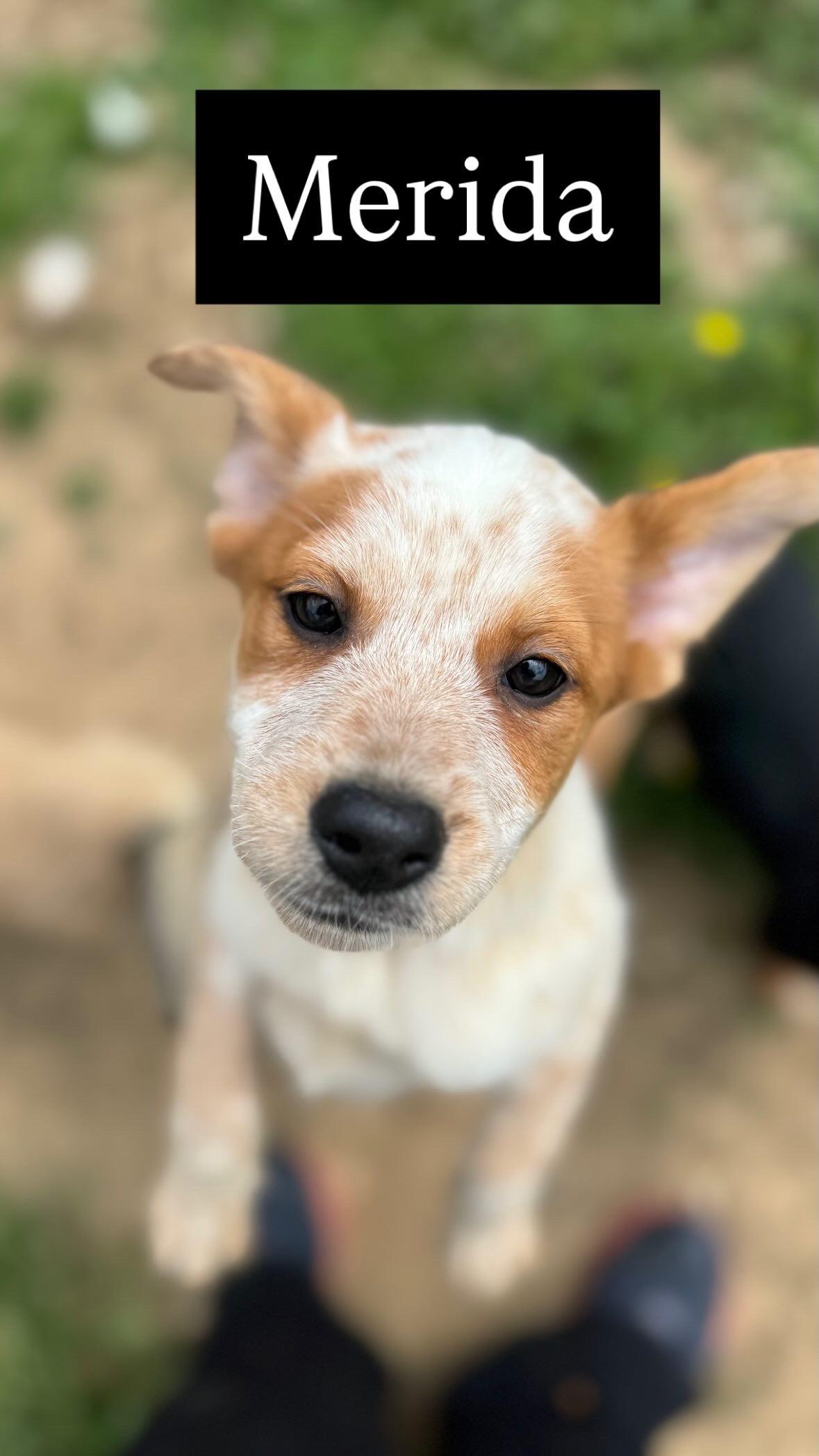 Enlarge Merida, a Adoptable mixed breed in Lynchburg, TN image 1/1