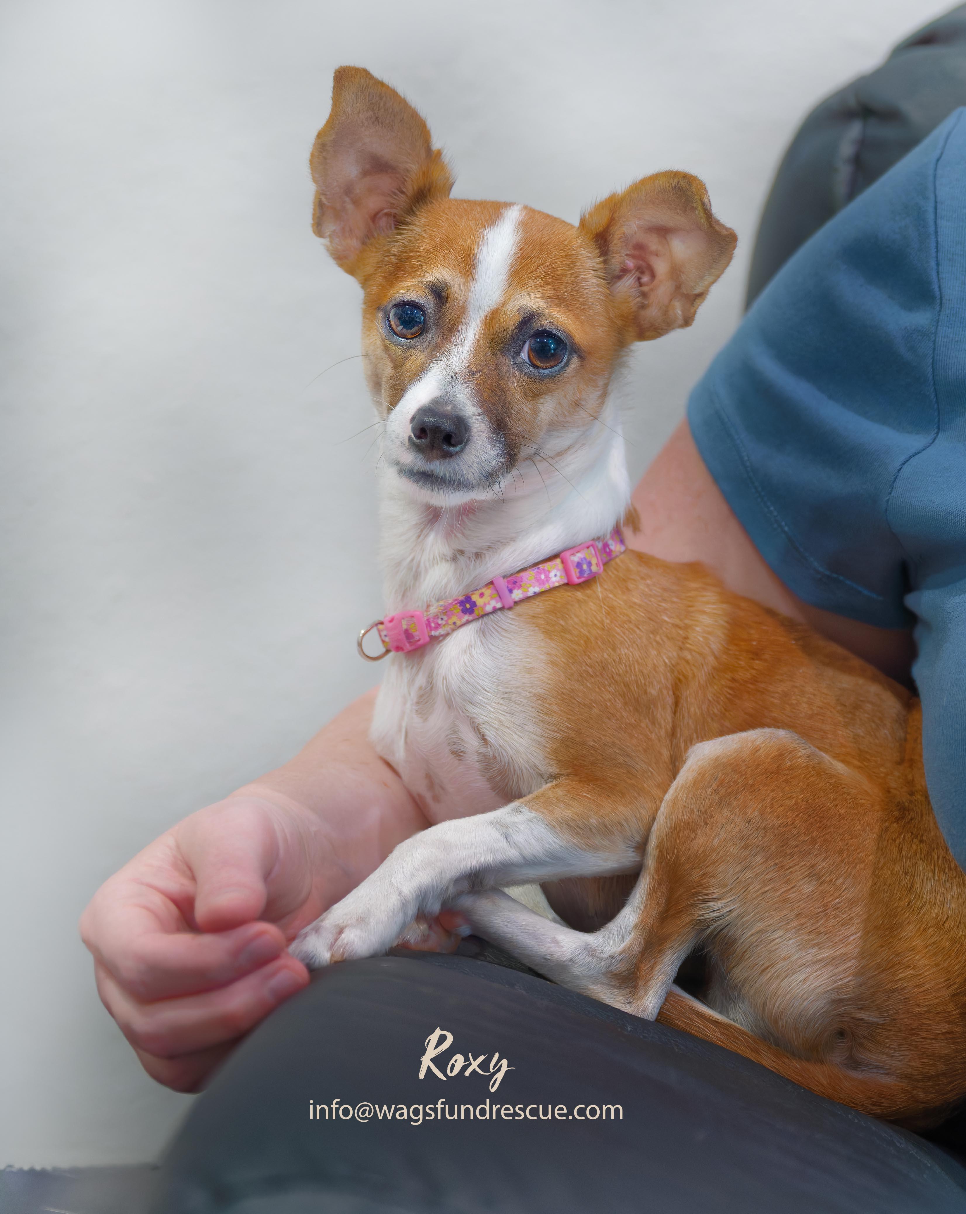 Enlarge Roxy, a ADOPTABLE Chihuahua in Houston, TX image 2/5