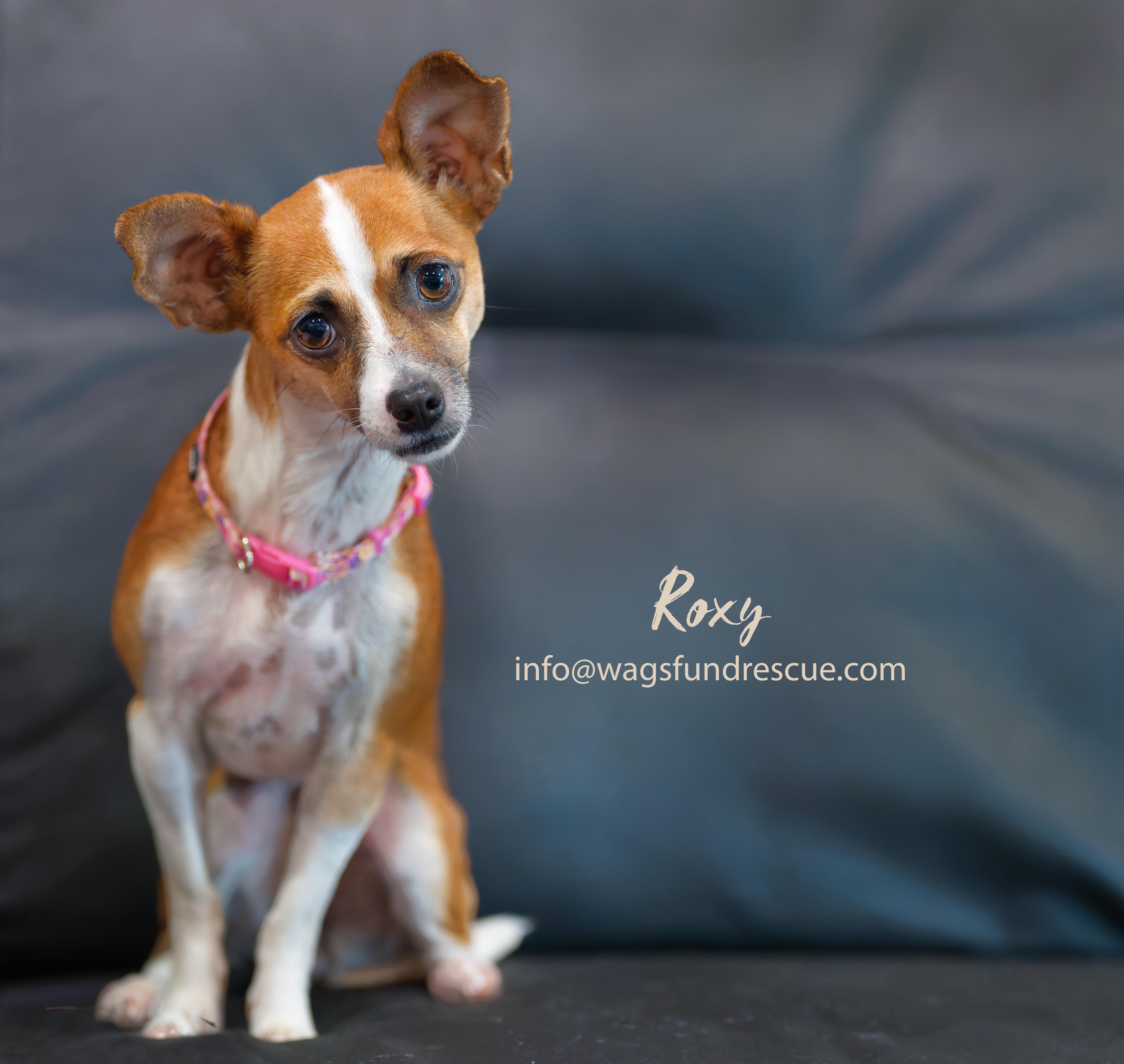 Enlarge Roxy, a ADOPTABLE Chihuahua in Houston, TX image 4/5