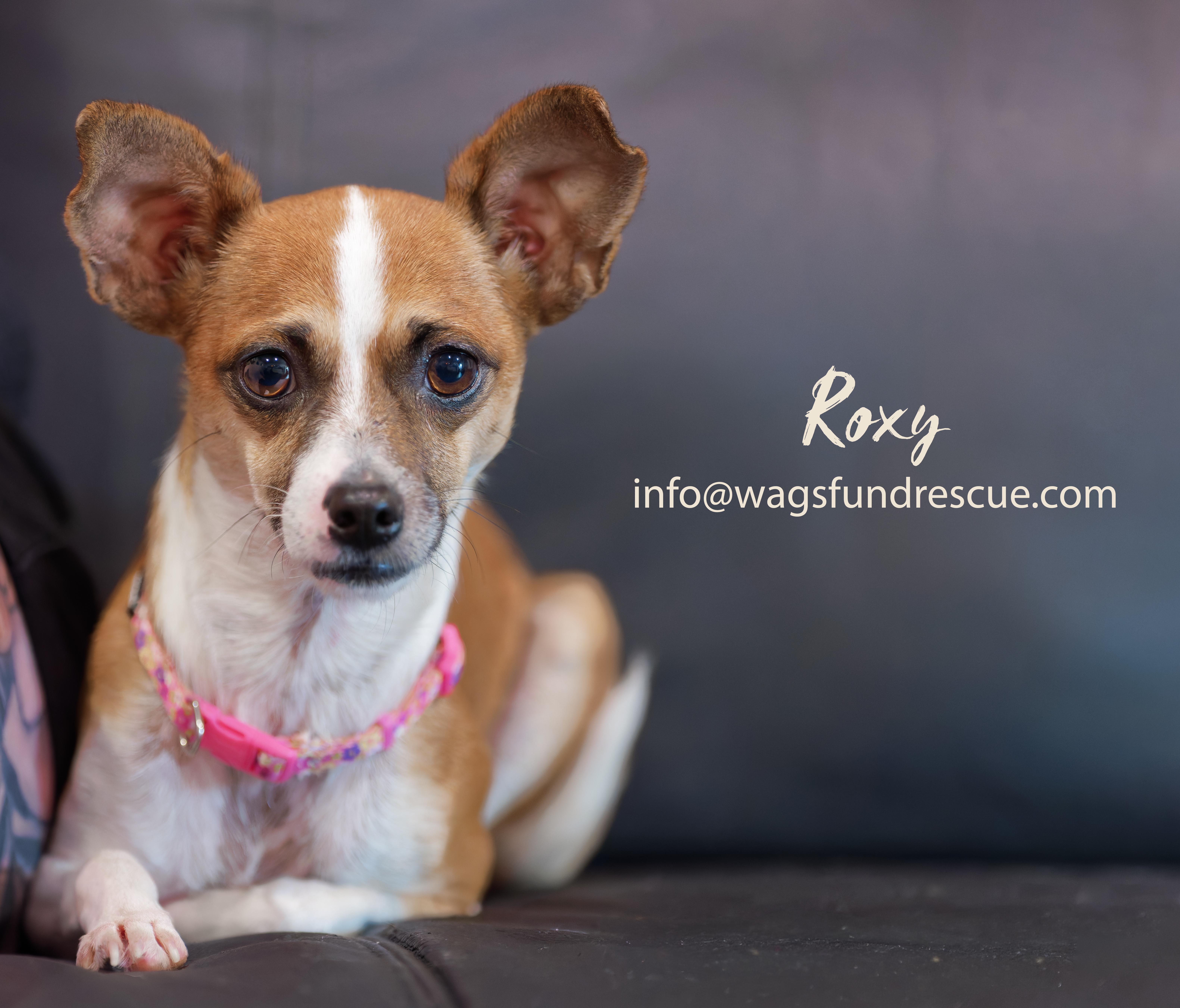 Enlarge Roxy, a ADOPTABLE Chihuahua in Houston, TX image 3/5