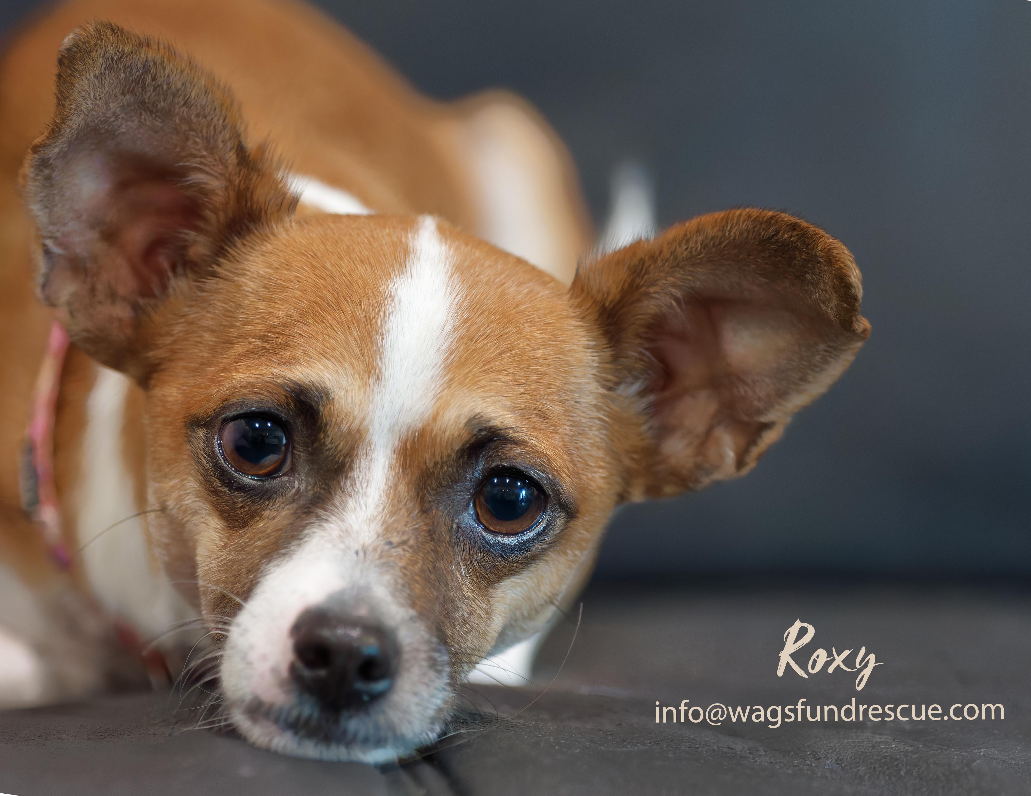 Roxy, ADOPTABLE, Adult Female Chihuahua.