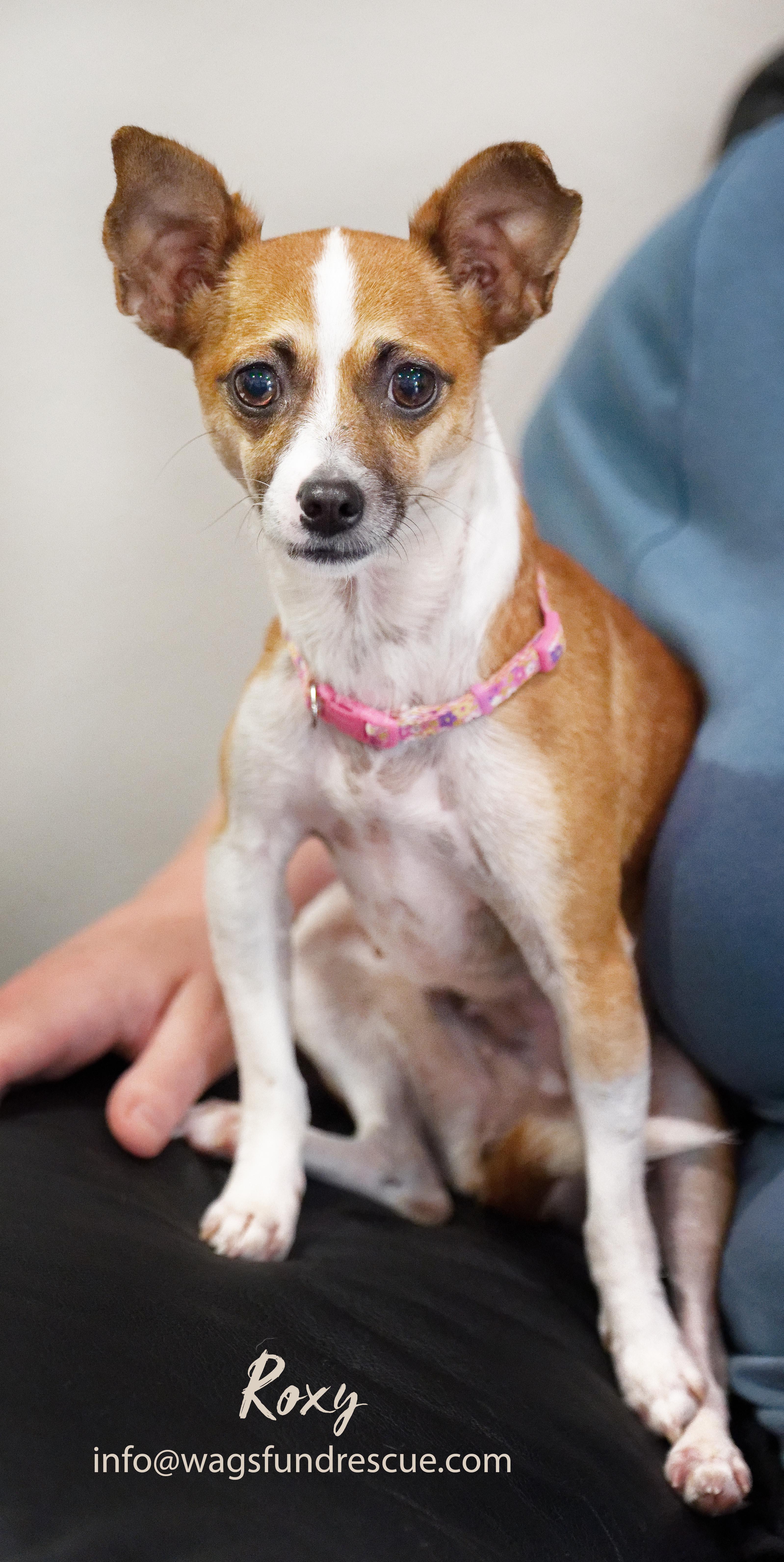 Enlarge Roxy, a ADOPTABLE Chihuahua in Houston, TX image 5/5
