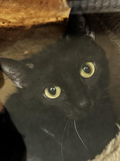 Sophia, Adoptable, Adult Female Domestic Short Hair & Domestic Short Hair.