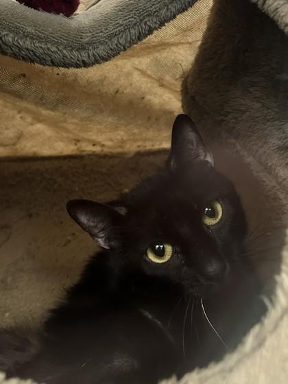 Sophia, a Adoptable mixed breed in Palm Coast, FL image 2/3