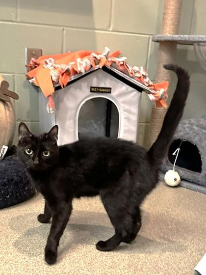 Sophia, Adoptable, Adult Female Domestic Short Hair & Domestic Short Hair.