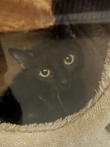 Sophia, a Adoptable mixed breed in Palm Coast, FL image 3/3