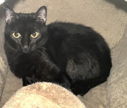 Enlarge Sophia, a Adoptable mixed breed in Palm Coast, FL image 2/3