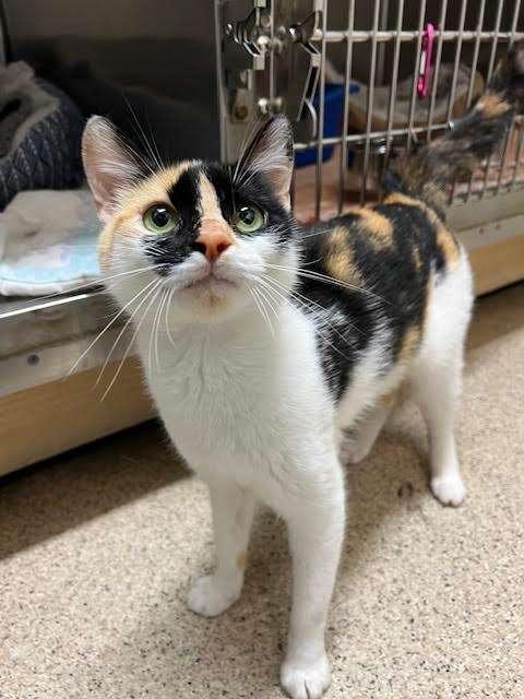 THIN LIZZIE, an adoptable Calico in Ironwood, MI, 49938 | Photo Image 2