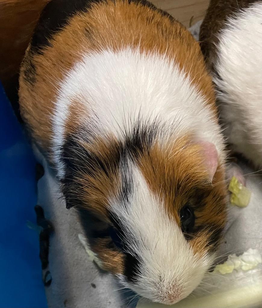 Harmony, ADOPTABLE, Adult Male Guinea Pig.