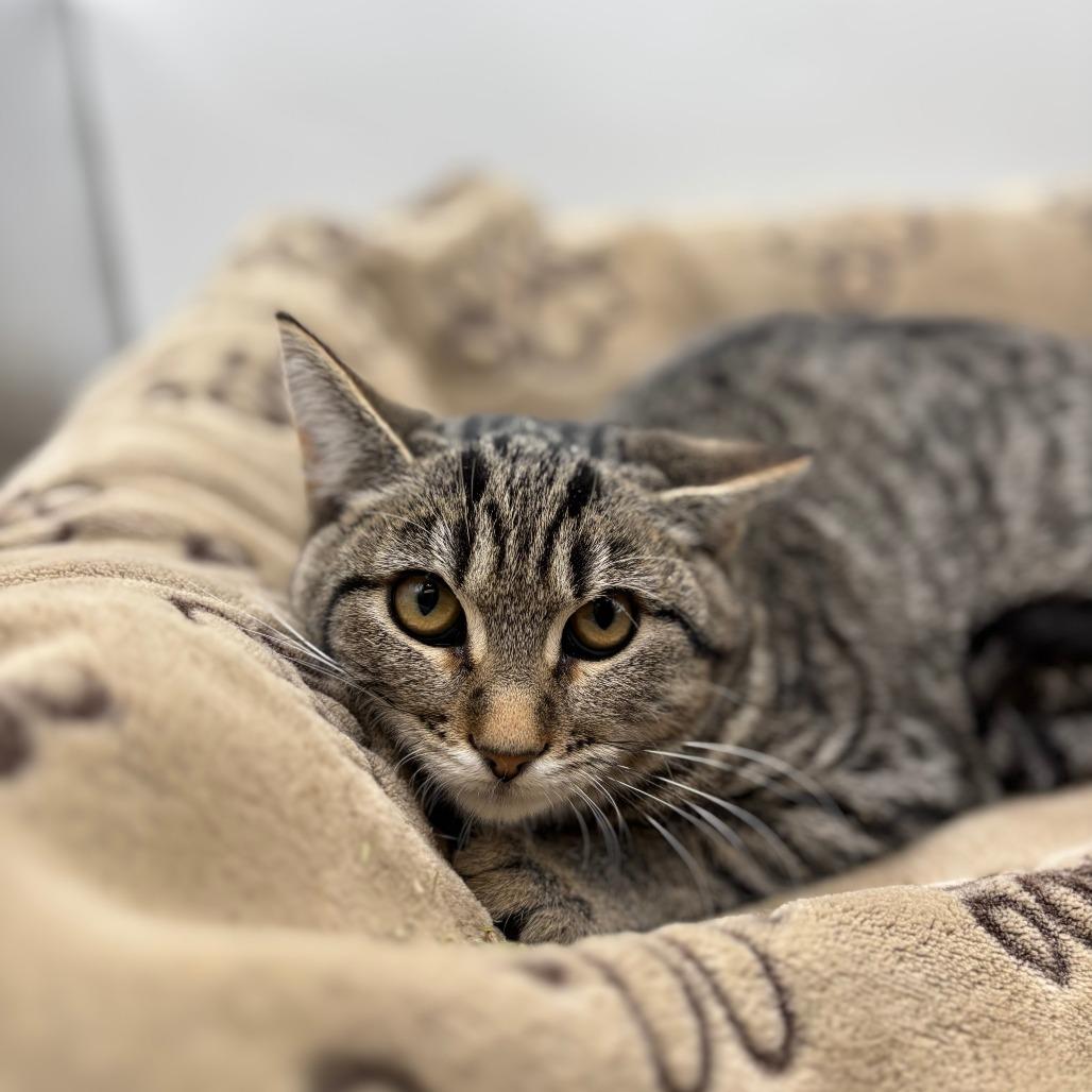 Enlarge Mullet--In Foster, a Adoptable Domestic Short Hair in Fargo, ND image 1/2