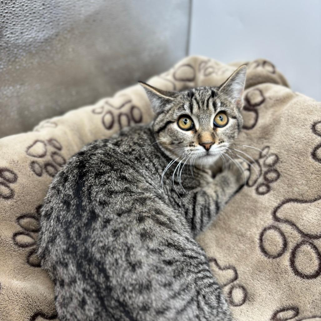 Enlarge Mullet--In Foster, a Adoptable Domestic Short Hair in Fargo, ND image 2/2