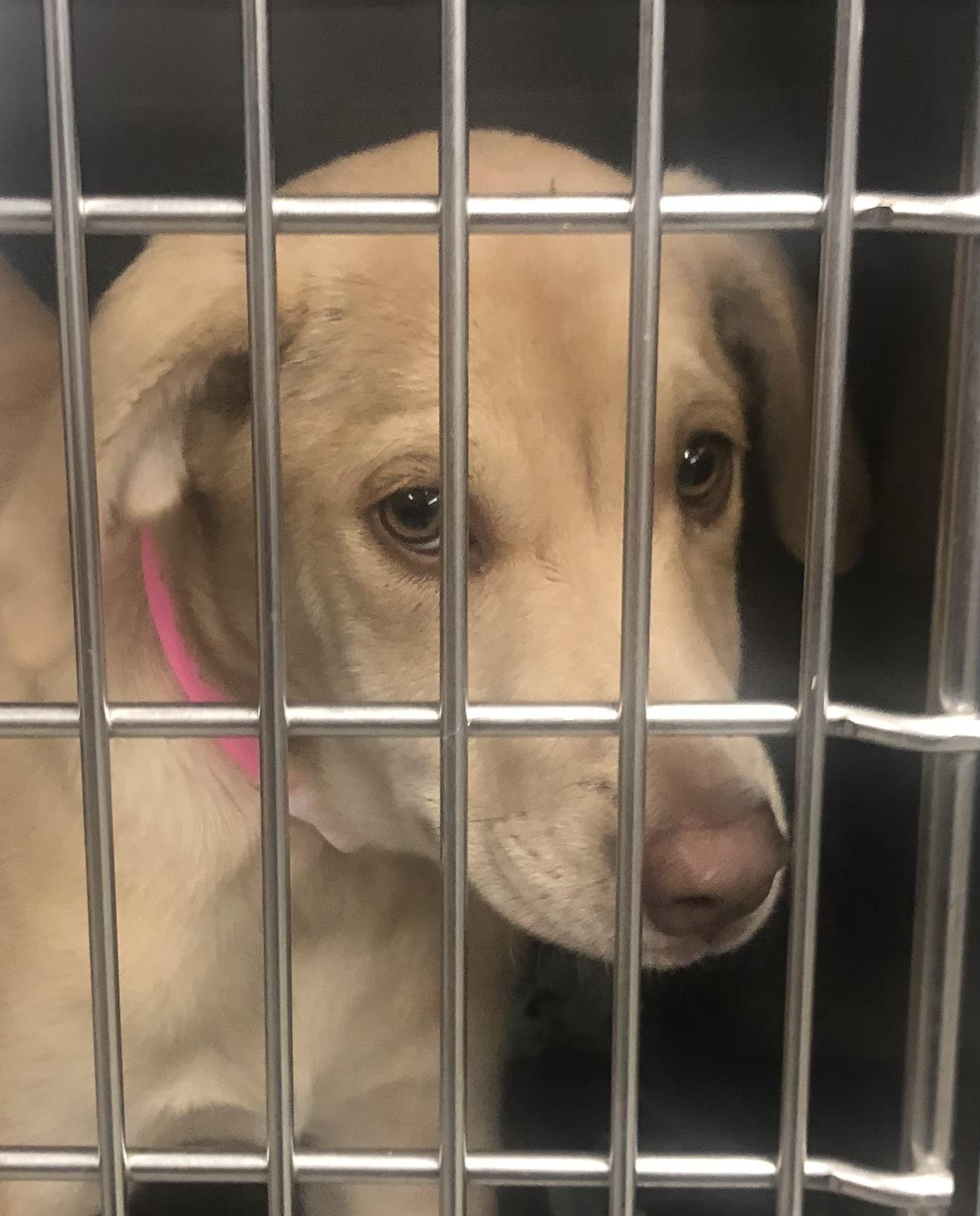 Chanel, ADOPTABLE, Puppy Female Labrador Retriever & Hound.