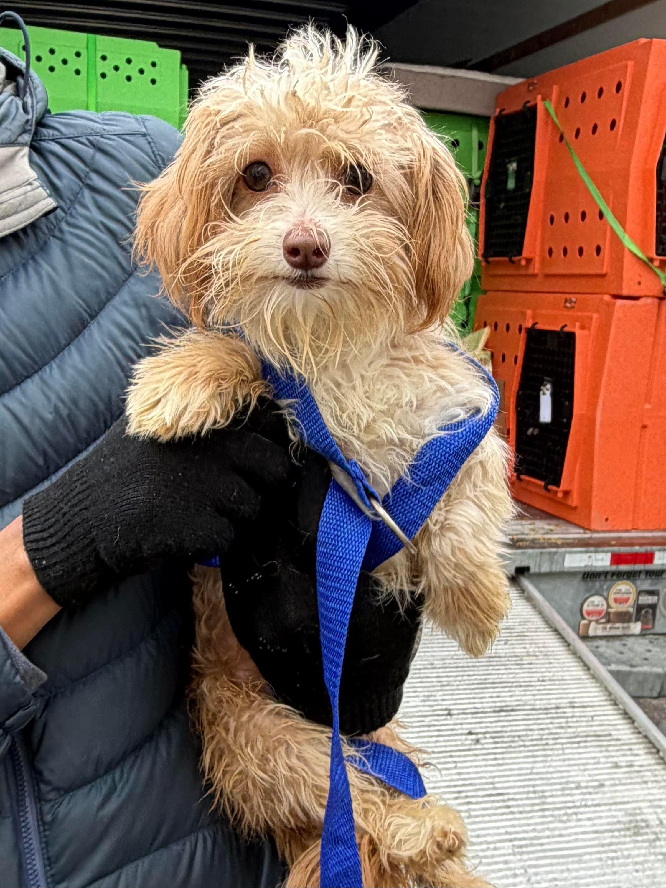 Johnny, Adoptable, Young Male Terrier.