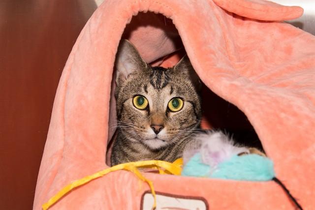 Enlarge SIMBA, a Adoptable Domestic Short Hair in Santa Monica, CA image 1/1