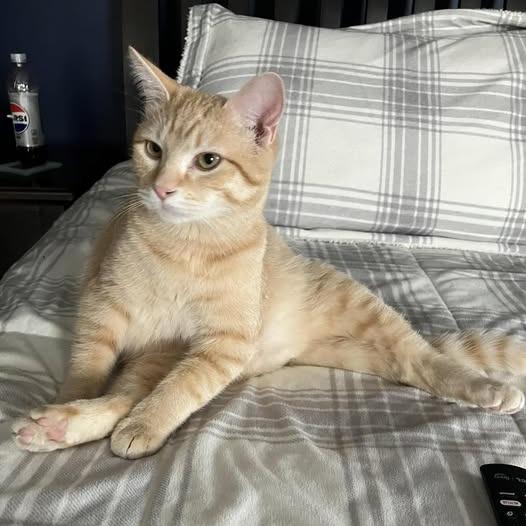 Star — thumbnail 2