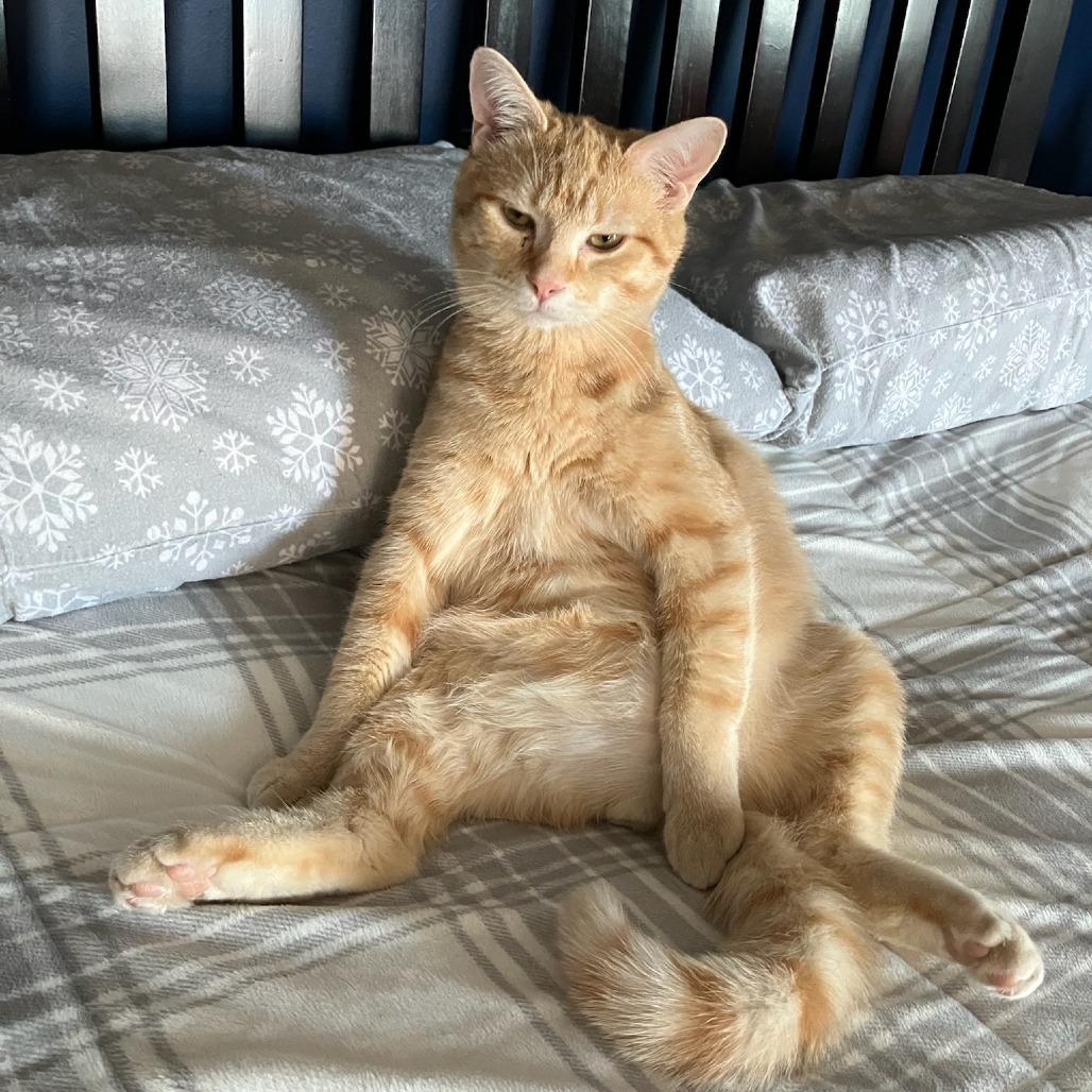 Star — thumbnail 3