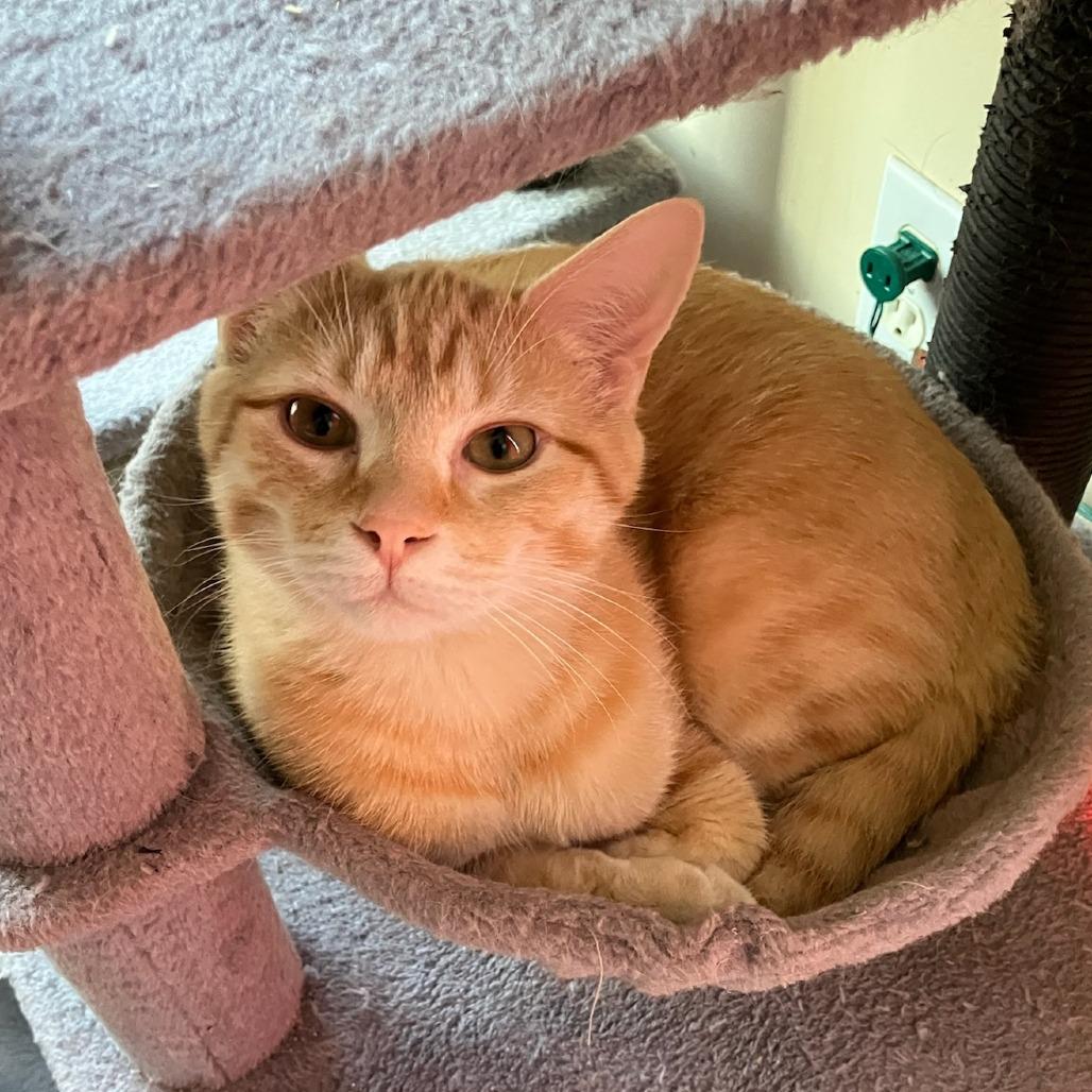 Star — thumbnail 4