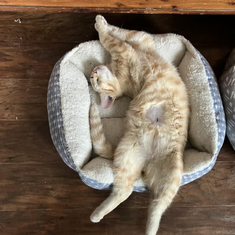 Star — thumbnail 5