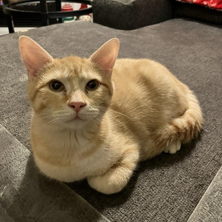 Star — thumbnail 6