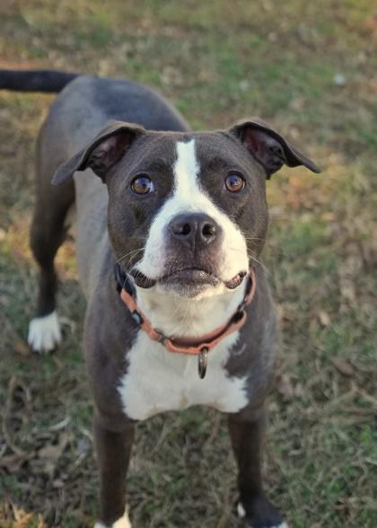 Nami 51342, Adoptable, Adult Female Mixed Breed & Mixed Breed.