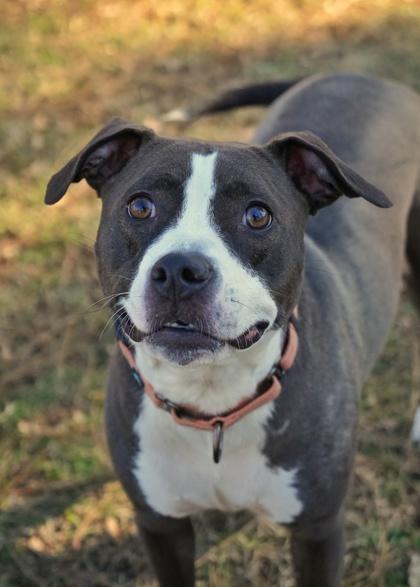 Nami 51342, a Adoptable mixed breed in Aiken, SC image 2/2