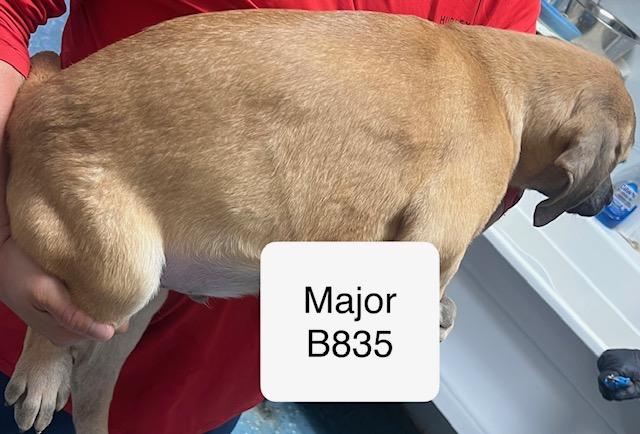 Major, Adoptable, Puppy Male Labrador Retriever.