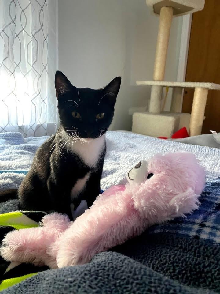 Tiki aka Tic Tac, Adoptable, Kitten Female American Shorthair.