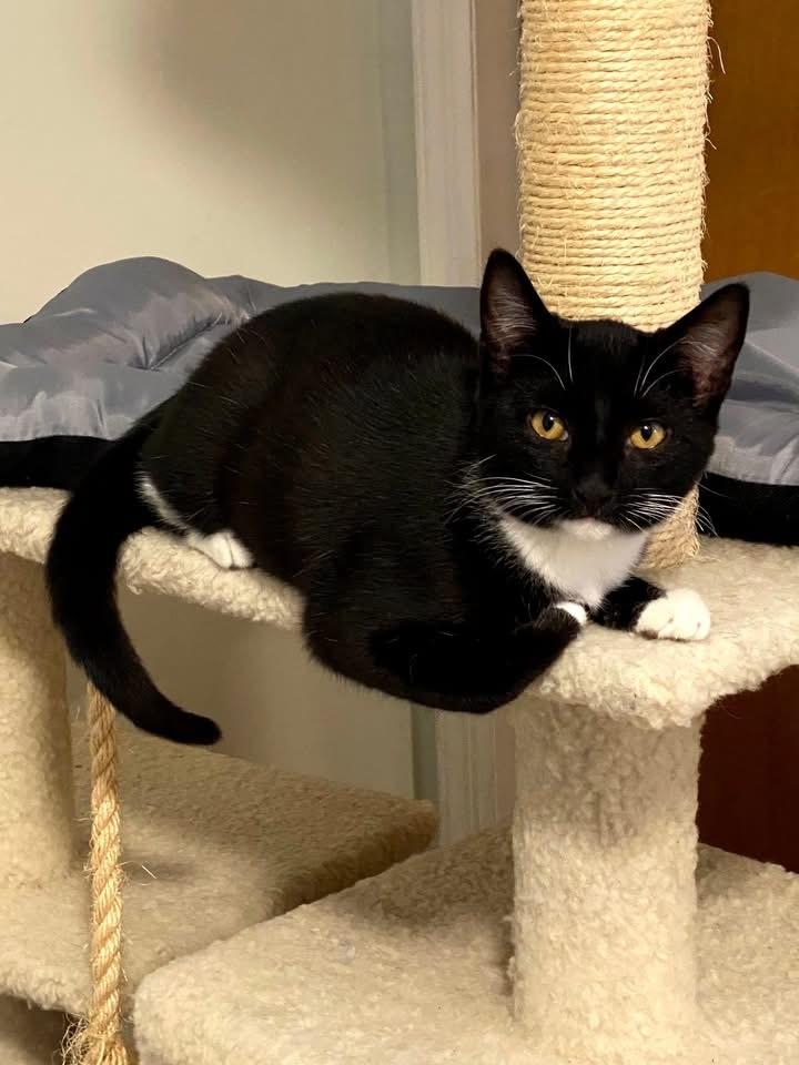 Enlarge Tiki aka Tic Tac, a Adoptable mixed breed in levittown, NY image 2/6