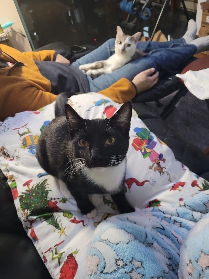 Enlarge Tiki aka Tic Tac, a Adoptable mixed breed in levittown, NY image 4/6