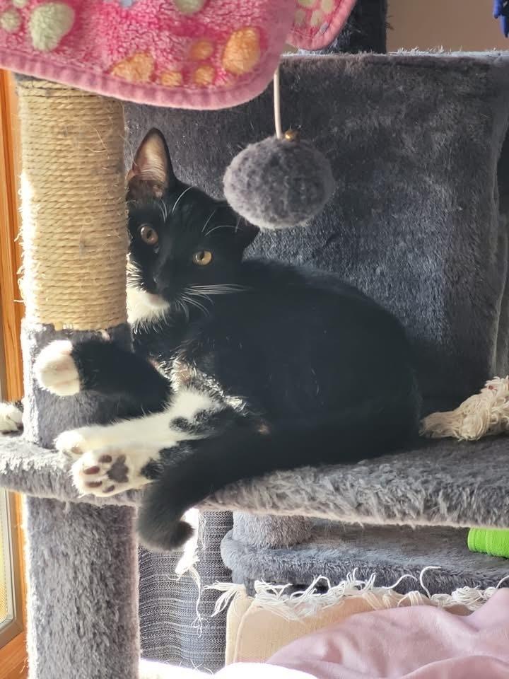 Enlarge Tiki aka Tic Tac, a Adoptable mixed breed in levittown, NY image 5/6