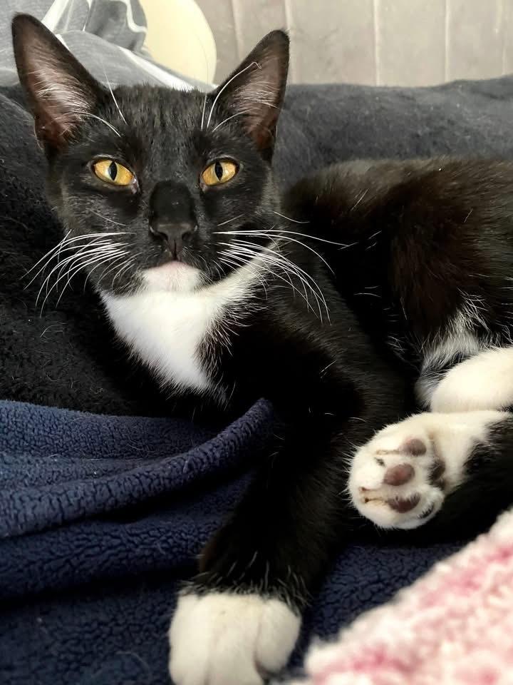 Enlarge Tiki aka Tic Tac, a Adoptable mixed breed in levittown, NY image 6/6