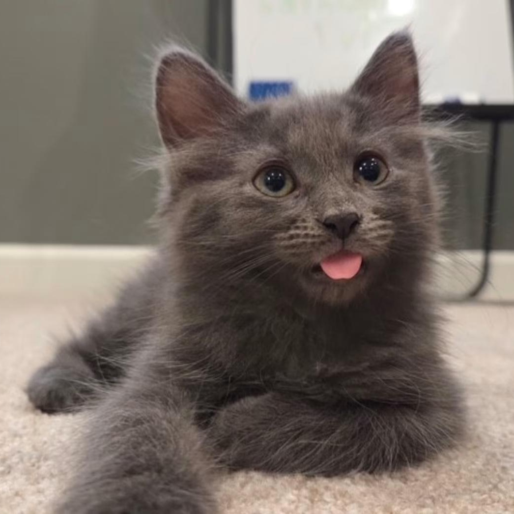 Monkey, Adoptable, Young Female Domestic Long Hair.