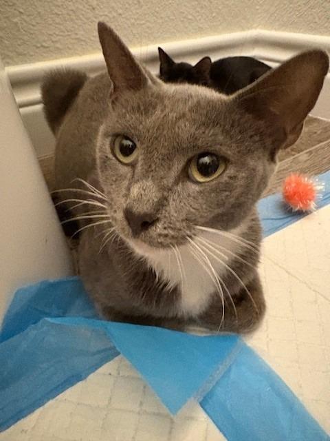 Enlarge Derry, a Adoptable mixed breed in Spring, TX image 1/1