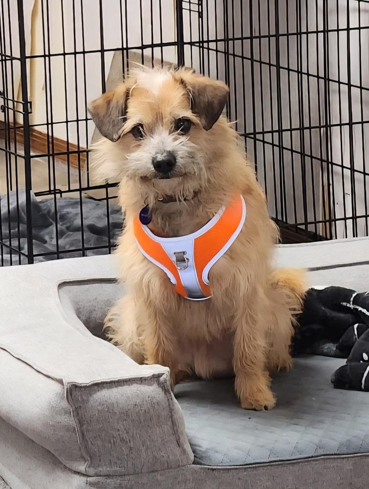 Benji, Adoptable, Adult Male Norfolk Terrier.
