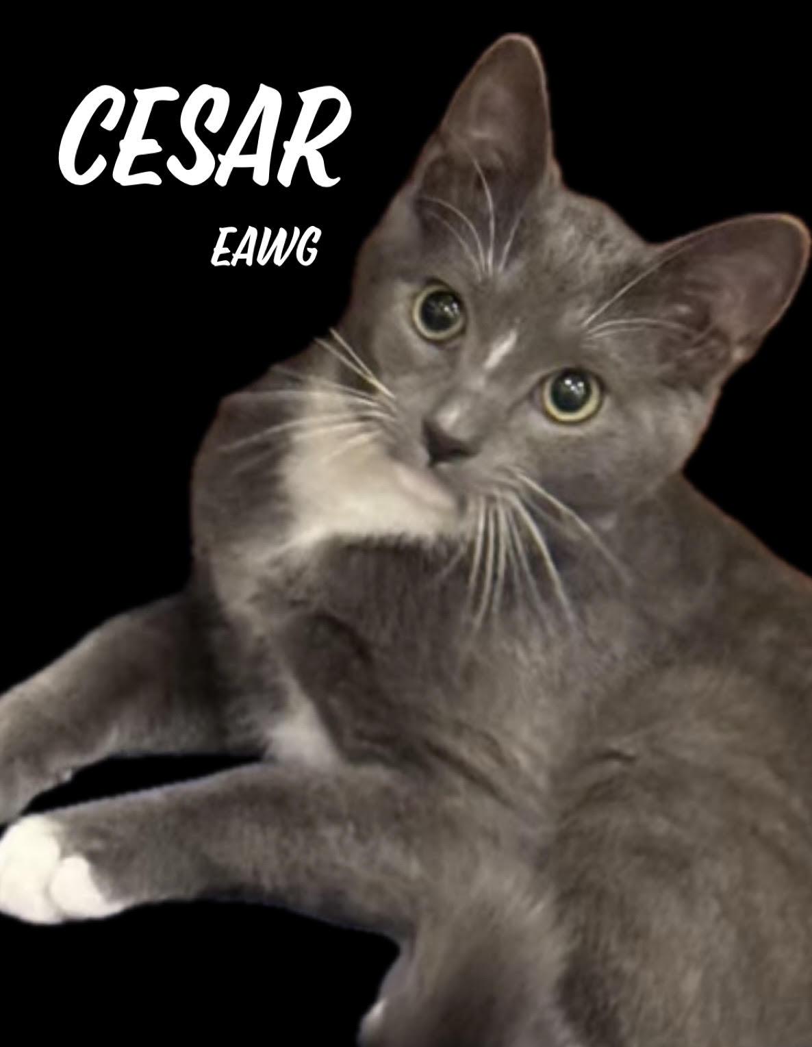 Cesar, Adopted, Young Male Domestic Short Hair.