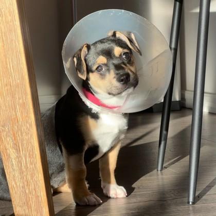 Enlarge Lucia, a Adoptable mixed breed in San Francisco, CA image 1/3