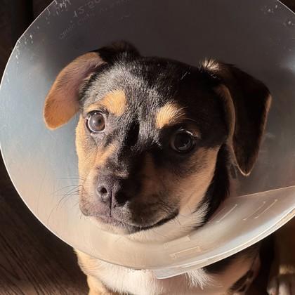 Enlarge Lucia, a Adoptable mixed breed in San Francisco, CA image 2/3