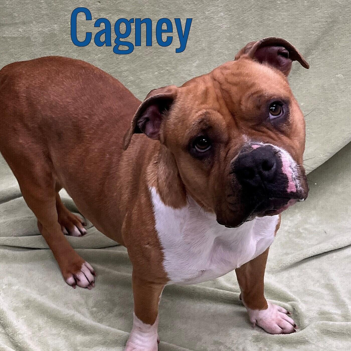 Cagney, ADOPTABLE, Young Female American Bully.