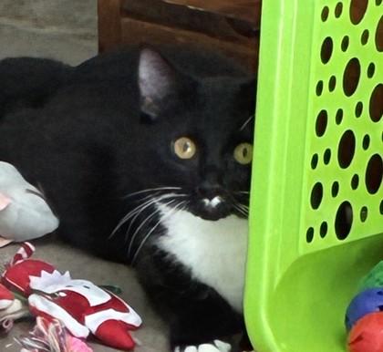 25-163 Mr. Bob, a Adoptable Domestic Short Hair image 1/3