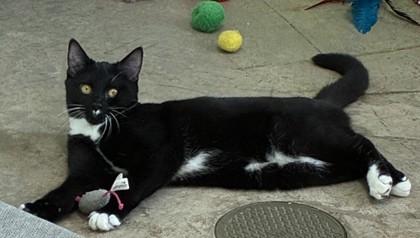 25-163 Mr. Bob, a Adoptable Domestic Short Hair image 2/3