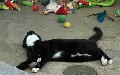 25-163 Mr. Bob, a Adoptable Domestic Short Hair image 3/3