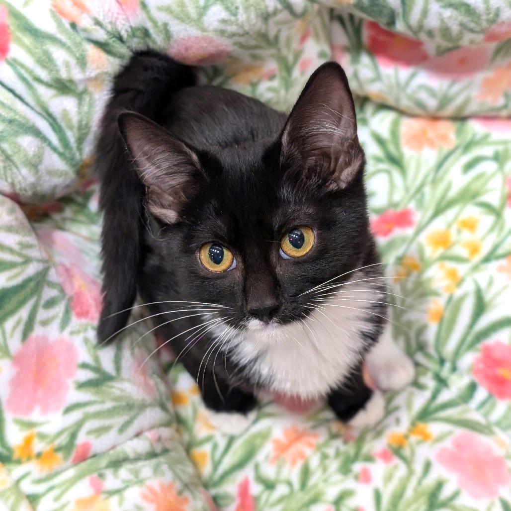 Rooney, Adoptable, Kitten Male Domestic Short Hair.