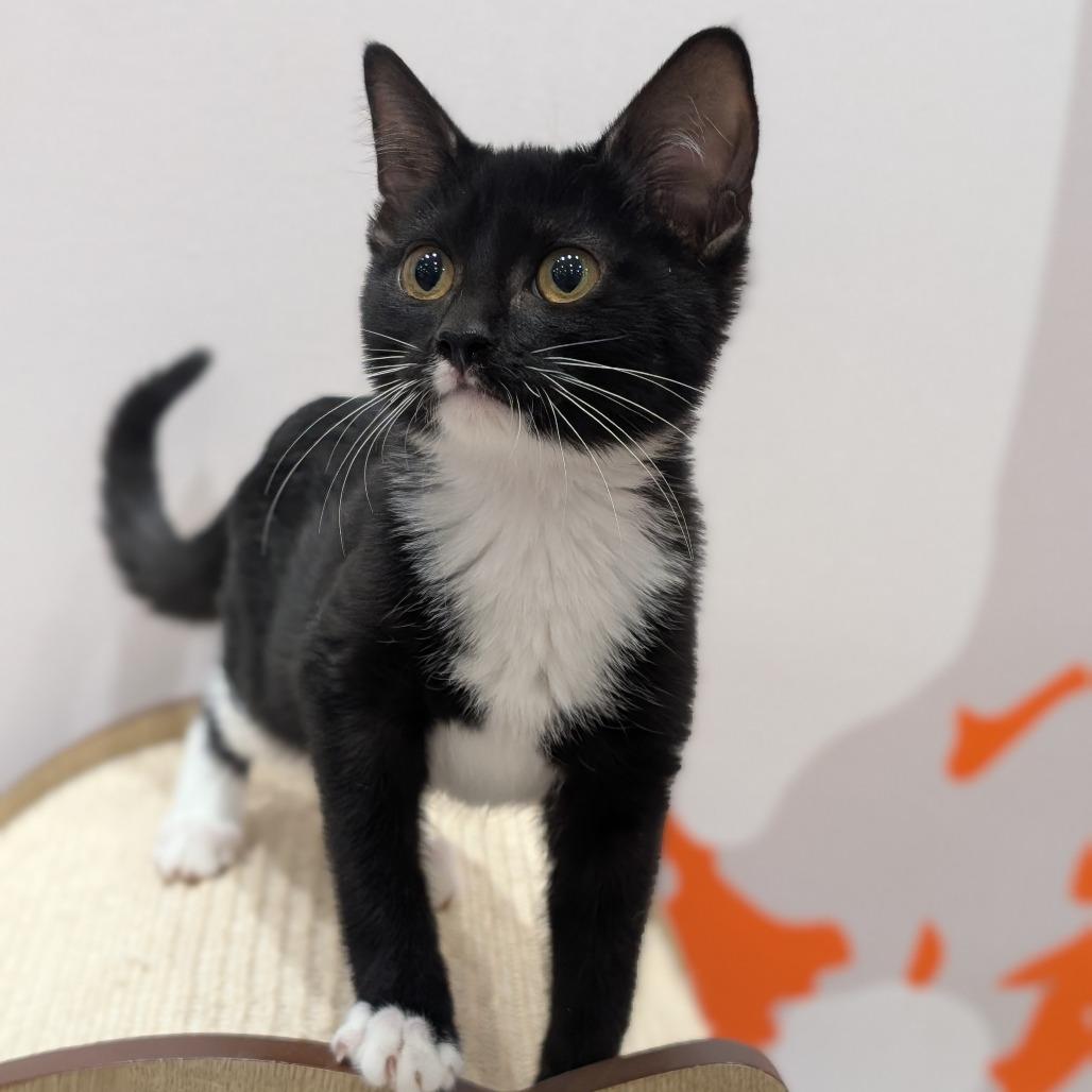 Enlarge Rooney, a Adoptable Domestic Short Hair in Spokane, WA image 2/3