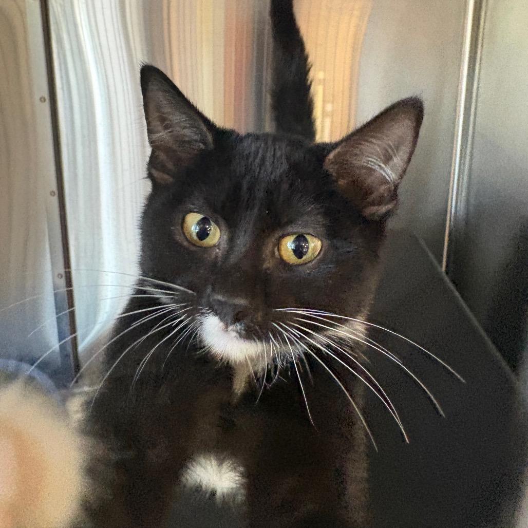 Enlarge Rooney, a Adoptable Domestic Short Hair in Spokane, WA image 3/3