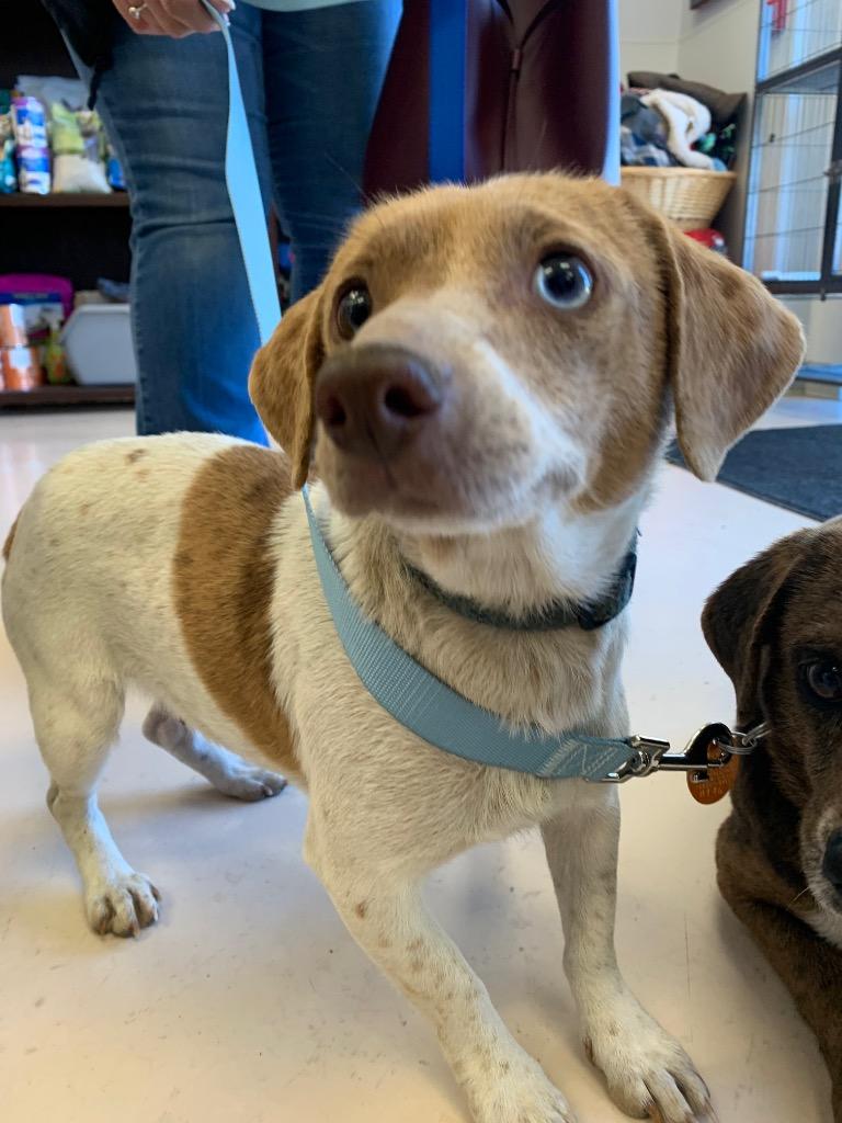 Lola, Adopted, Adult Female Dachshund & Chihuahua.