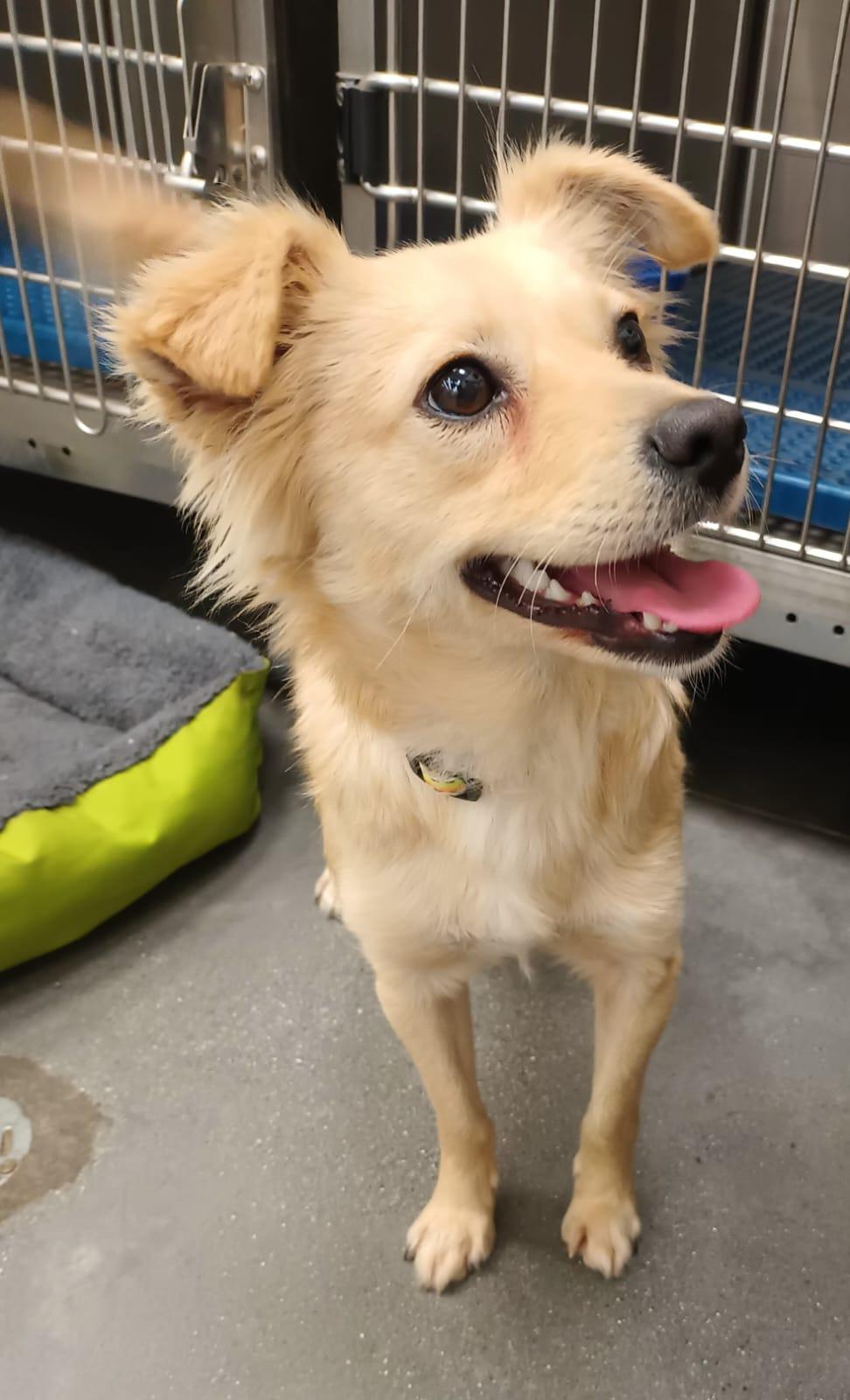 Enlarge Maca, an adopted mixed breed in San Diego, CA image 5/6